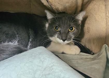 Enlarge Stella Desire, a Adoptable mixed breed in Phoenix, AZ image 1/2