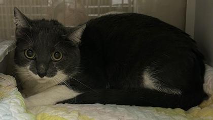 Enlarge Stella Desire, a Adoptable mixed breed in Phoenix, AZ image 2/2