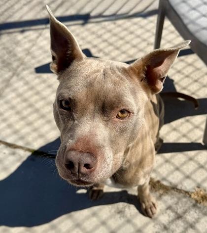 Enlarge Phoenix, an adopted mixed breed in Inverness, FL image 1/3