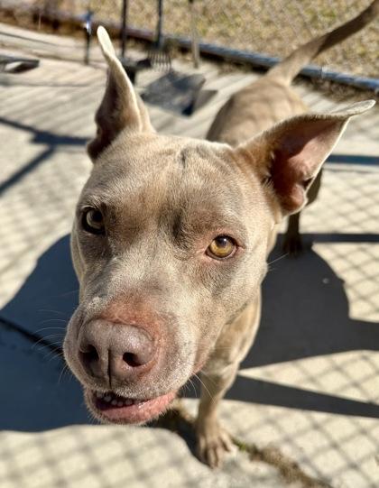 Enlarge Phoenix, an adopted mixed breed in Inverness, FL image 2/3