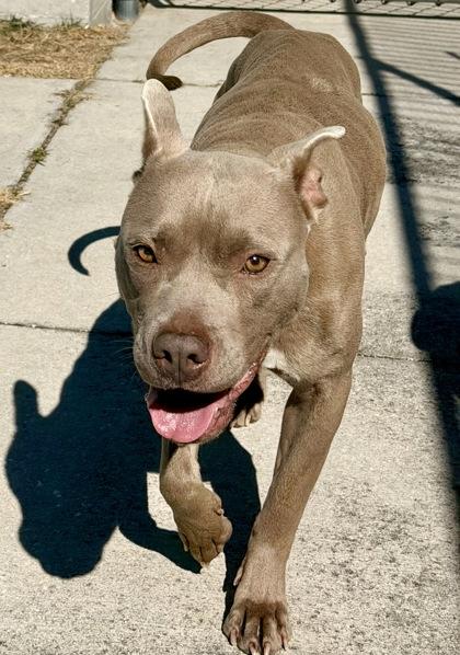 Enlarge Phoenix, an adopted mixed breed in Inverness, FL image 3/3