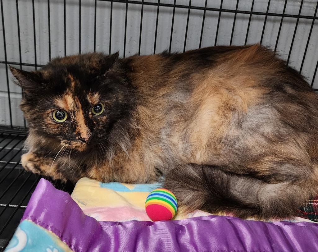 Lucie, Adoptable, Senior Female Domestic Long Hair.
