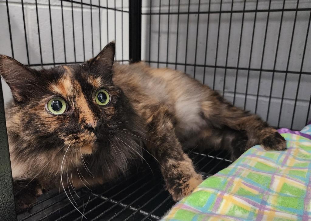 Enlarge Lucie, a Adoptable mixed breed in Muskegon, MI image 2/3