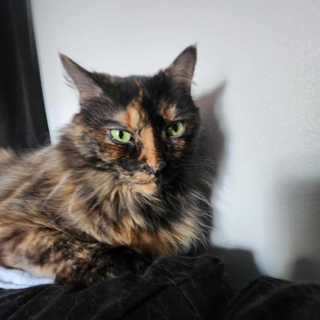 Enlarge Lucie, a Adoptable mixed breed in Muskegon, MI image 3/3