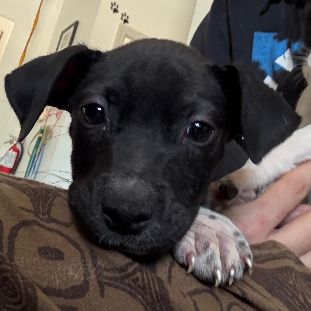 Enlarge Johnny, a Adoptable Pit Bull Terrier in Jacksonville, AR image 1/1