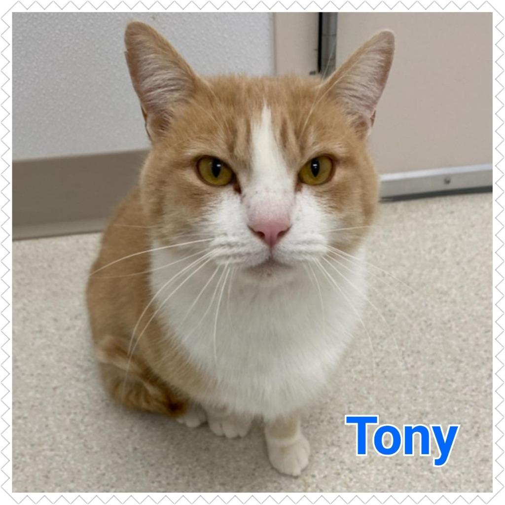 Enlarge Tony, a Adopted mixed breed in North Saint Paul, MN image 1/2