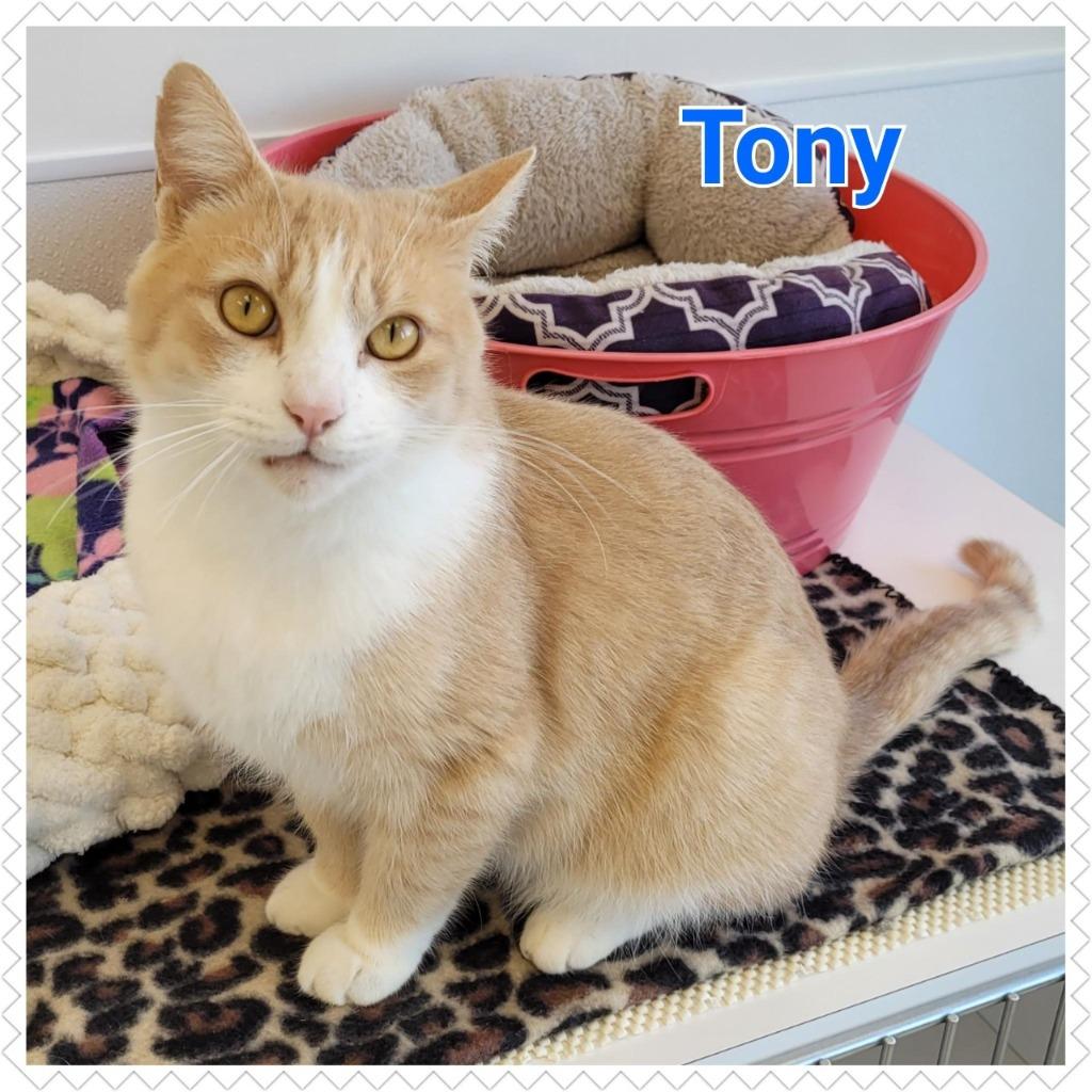 Enlarge Tony, a Adopted mixed breed in North Saint Paul, MN image 2/2