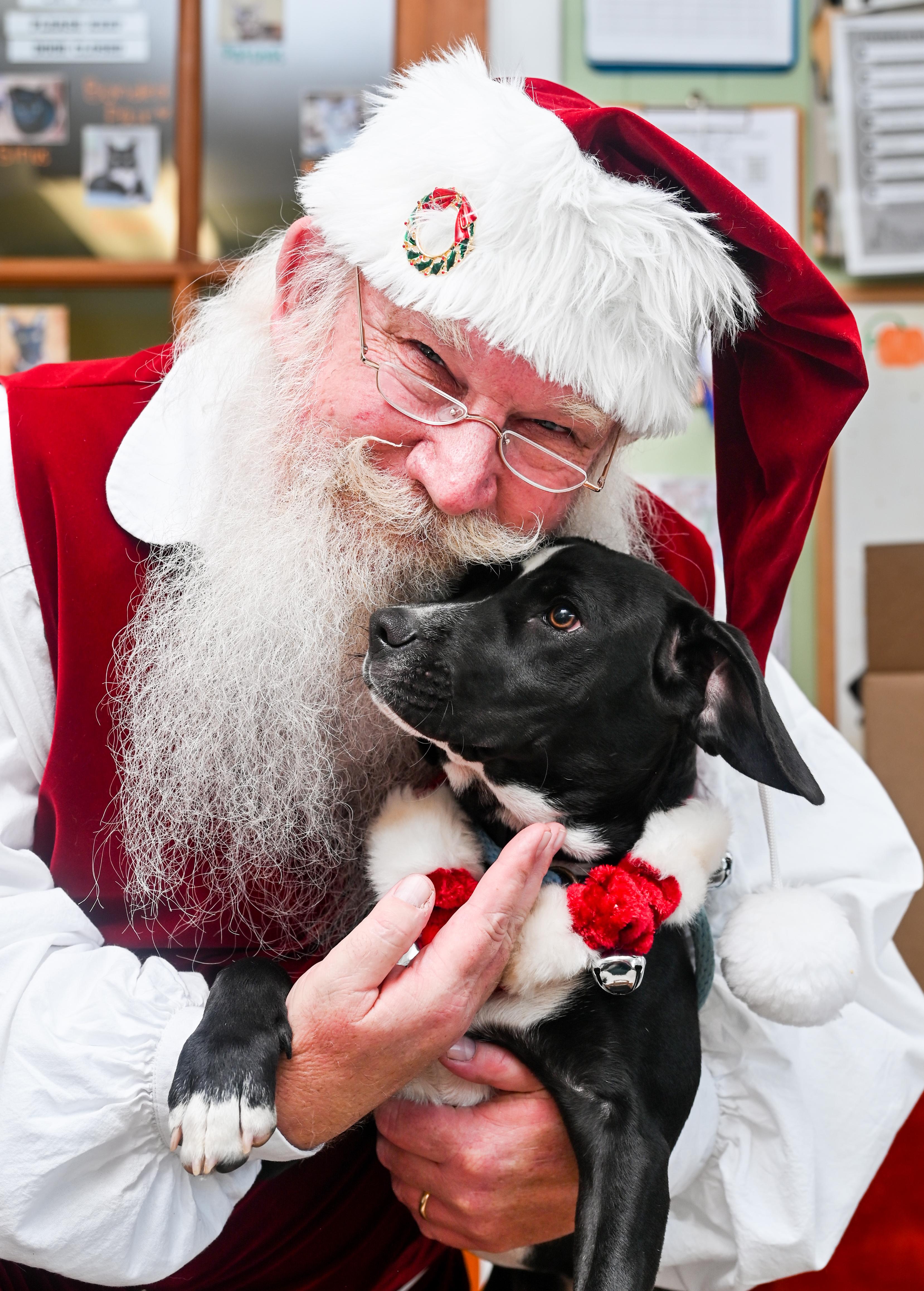 Enlarge Celeste, a Adoptable mixed breed in Chattanooga, TN image 4/5