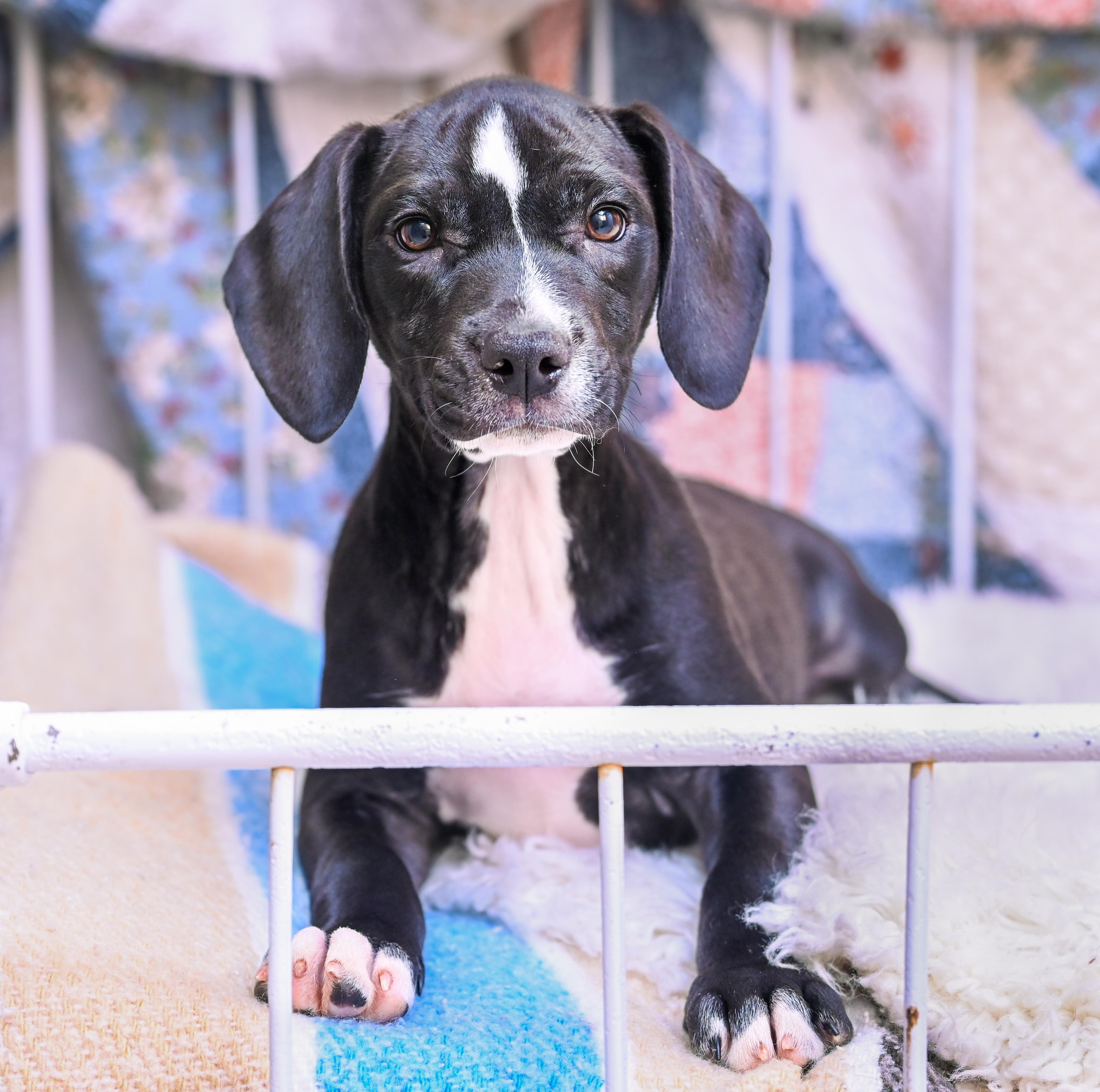 Enlarge Celeste, a Adoptable mixed breed in Chattanooga, TN image 5/5