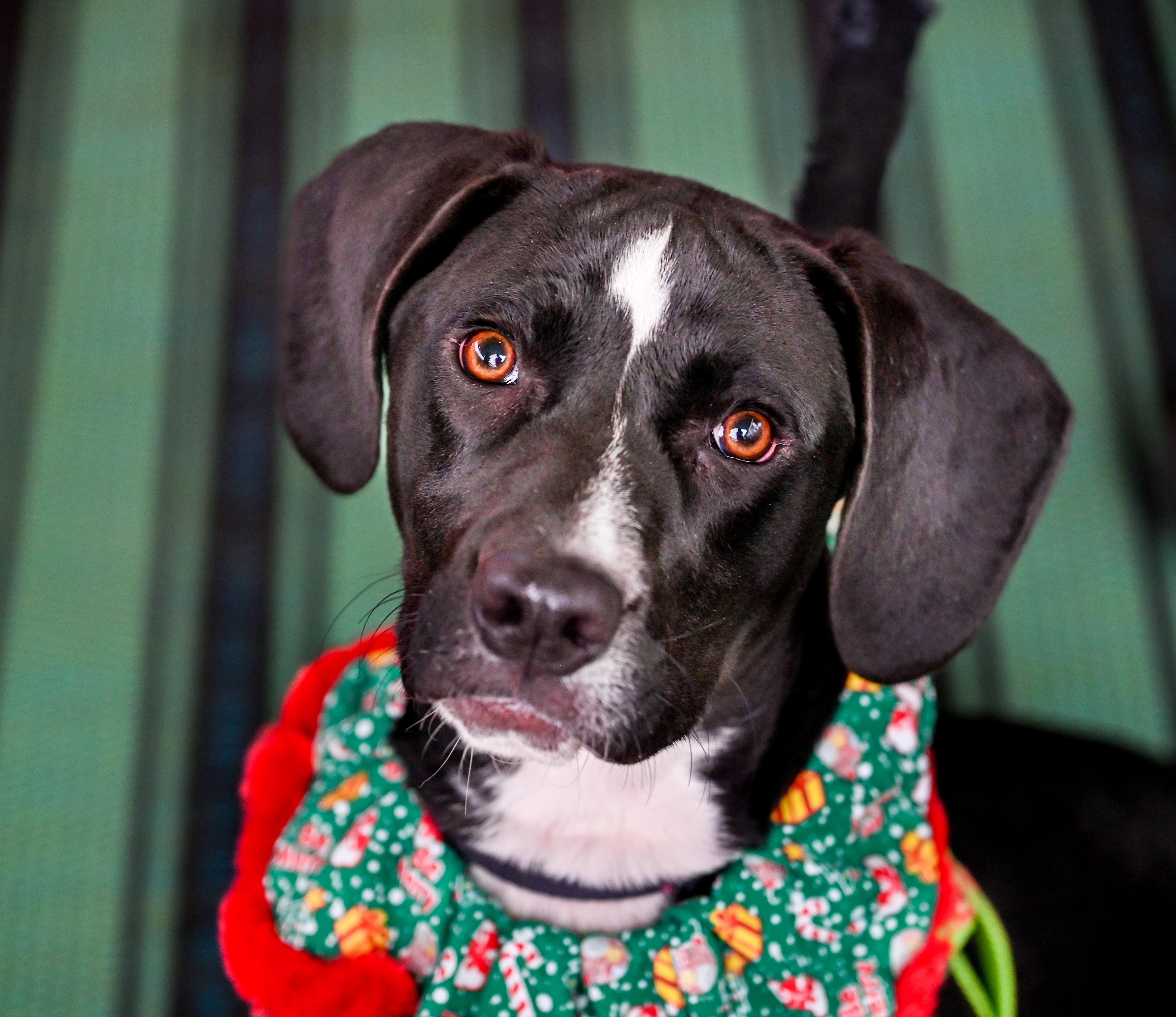 Enlarge Celeste, a Adoptable mixed breed in Chattanooga, TN image 1/5