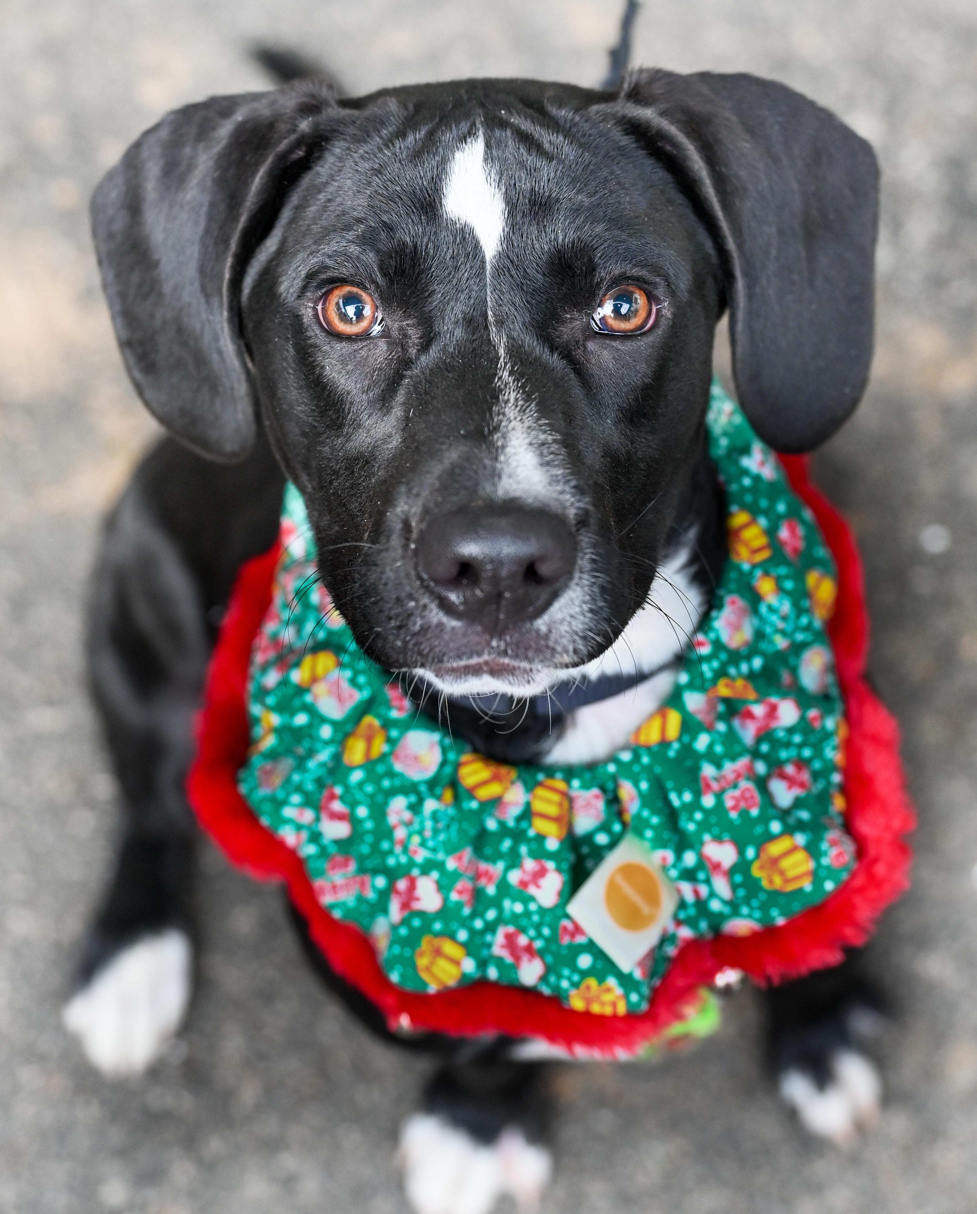 Enlarge Celeste, a Adoptable mixed breed in Chattanooga, TN image 2/5