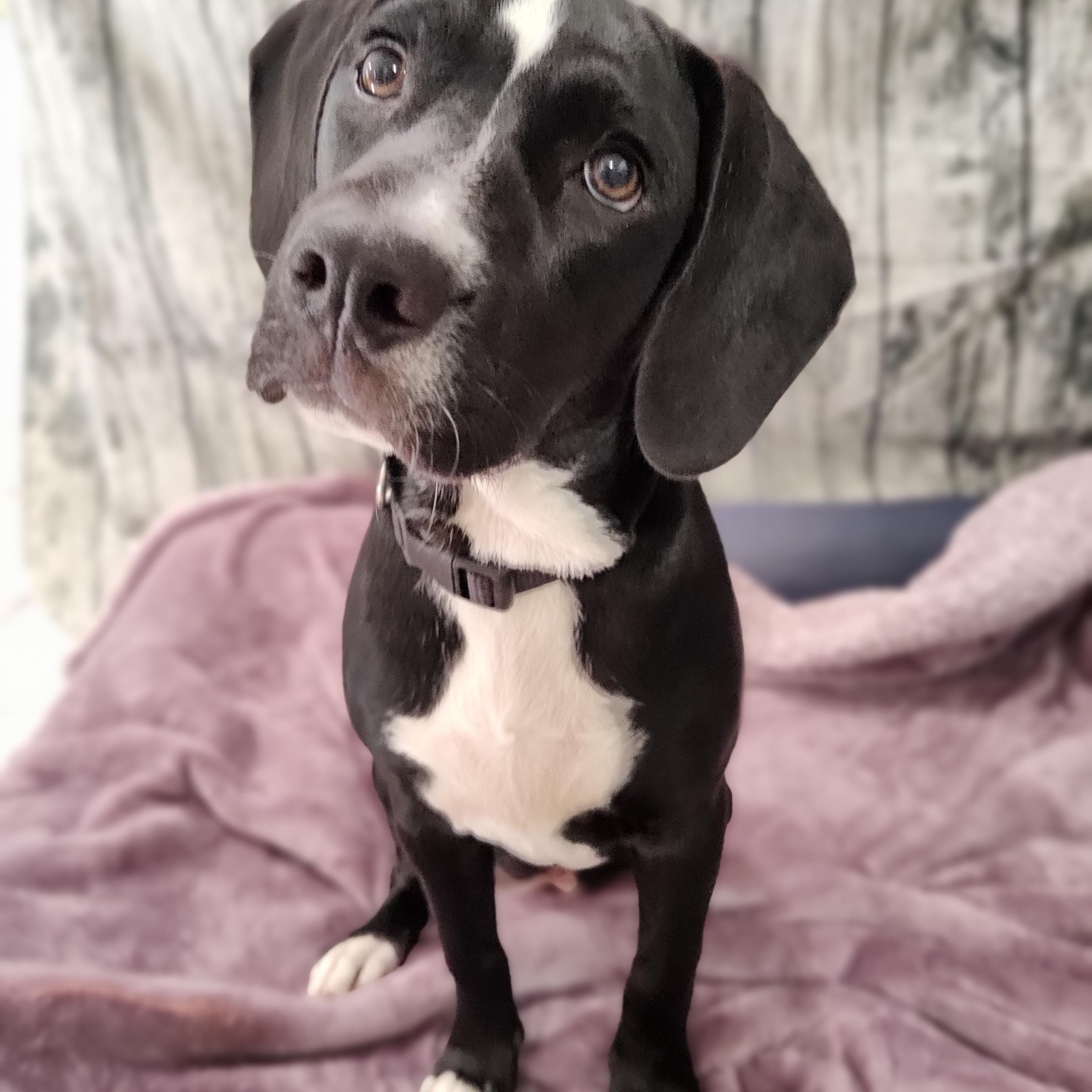 Enlarge Celeste, a Adoptable mixed breed in Chattanooga, TN image 3/5