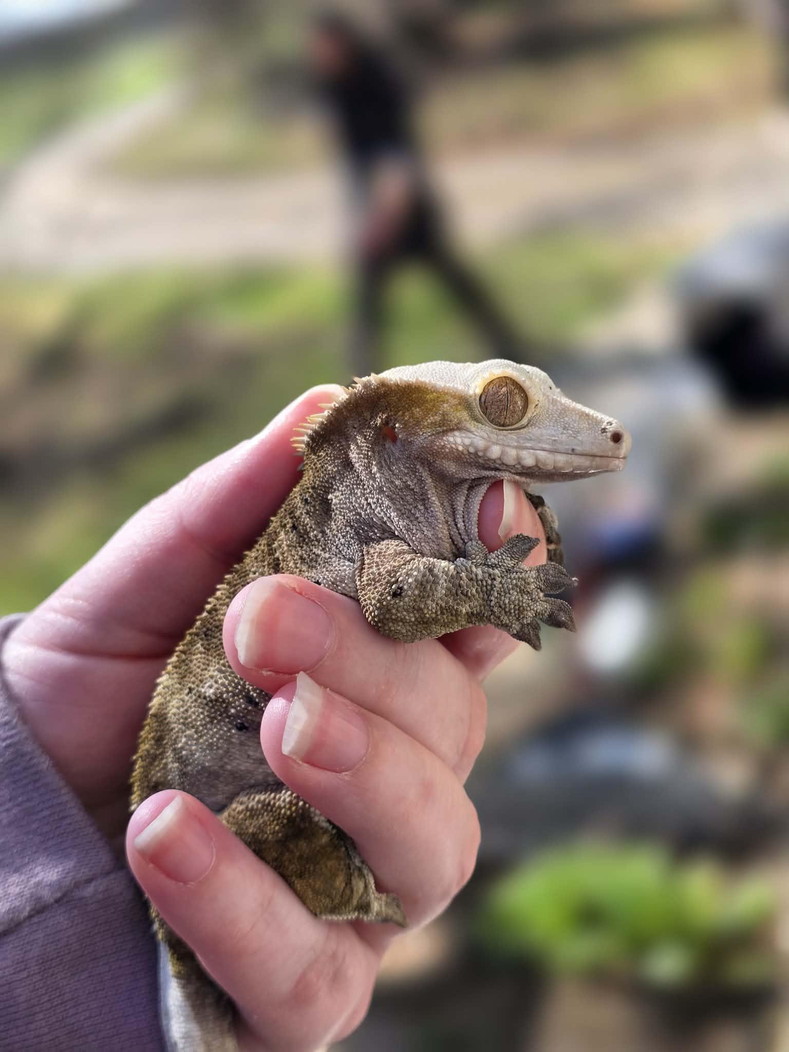 Enlarge Pappy, an adopted Gecko in Edinburg, PA image 3/4