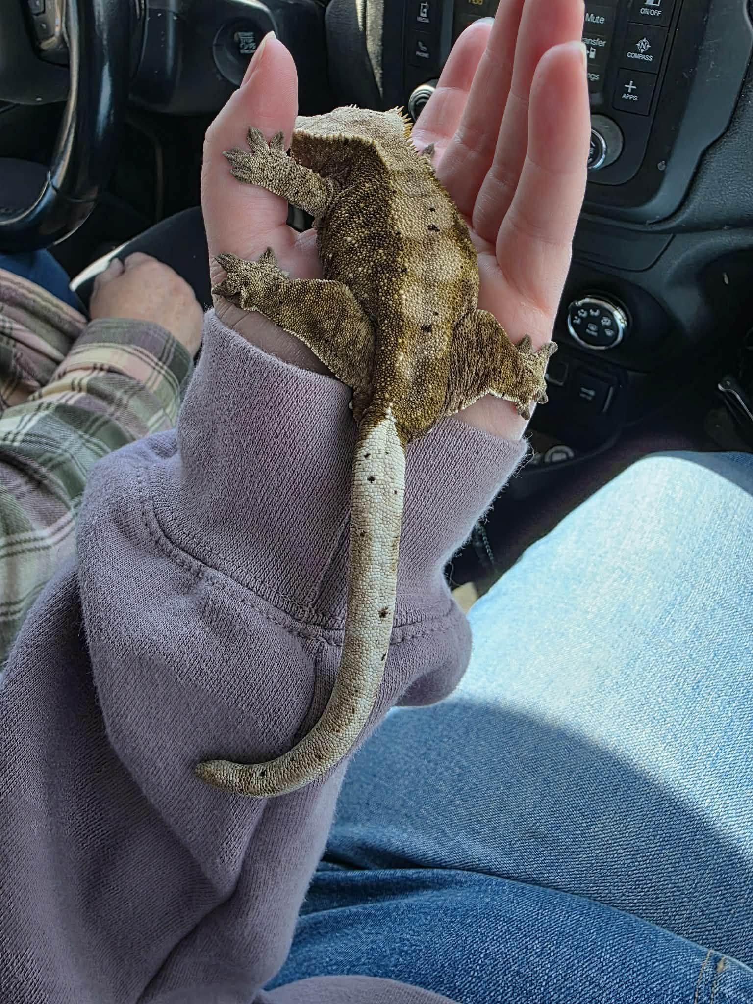 Enlarge Pappy, an adopted Gecko in Edinburg, PA image 2/4