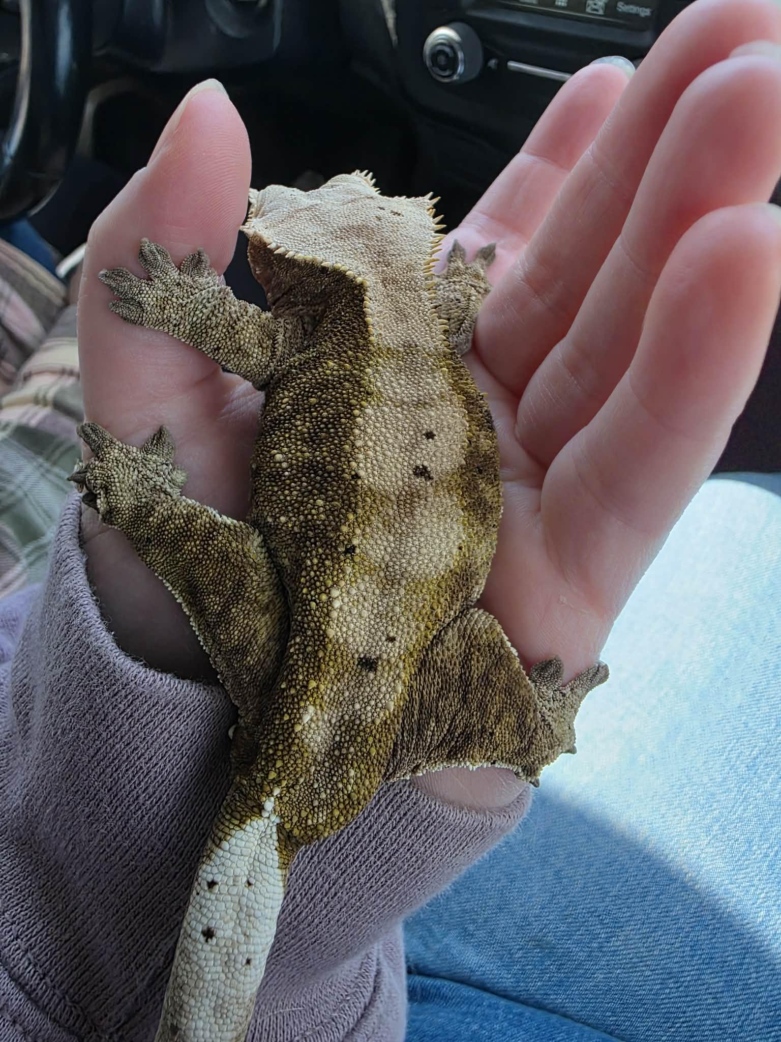 Enlarge Pappy, an adopted Gecko in Edinburg, PA image 4/4