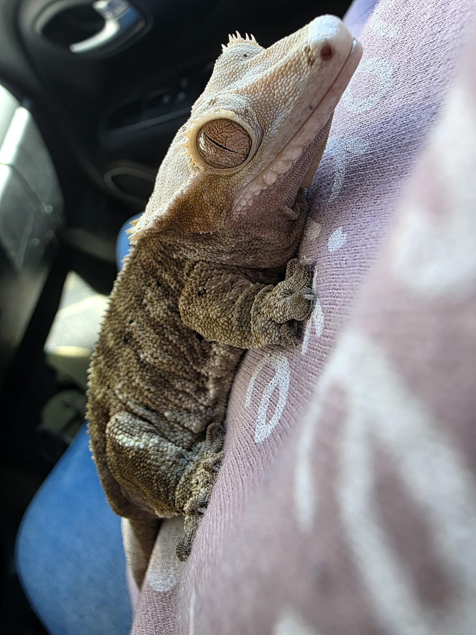 Enlarge Pappy, an adopted Gecko in Edinburg, PA image 1/4