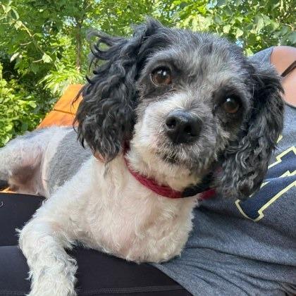 Dutchie, Adoptable, Adult Female Poodle & Mixed Breed.