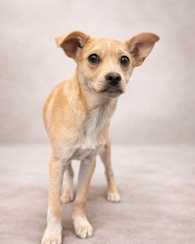 Scotch Tape, Adoptable, Puppy Male Chihuahua & Cattle Dog.