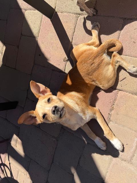 Enlarge Scotch Tape, a Adoptable mixed breed in Reno, NV image 2/5