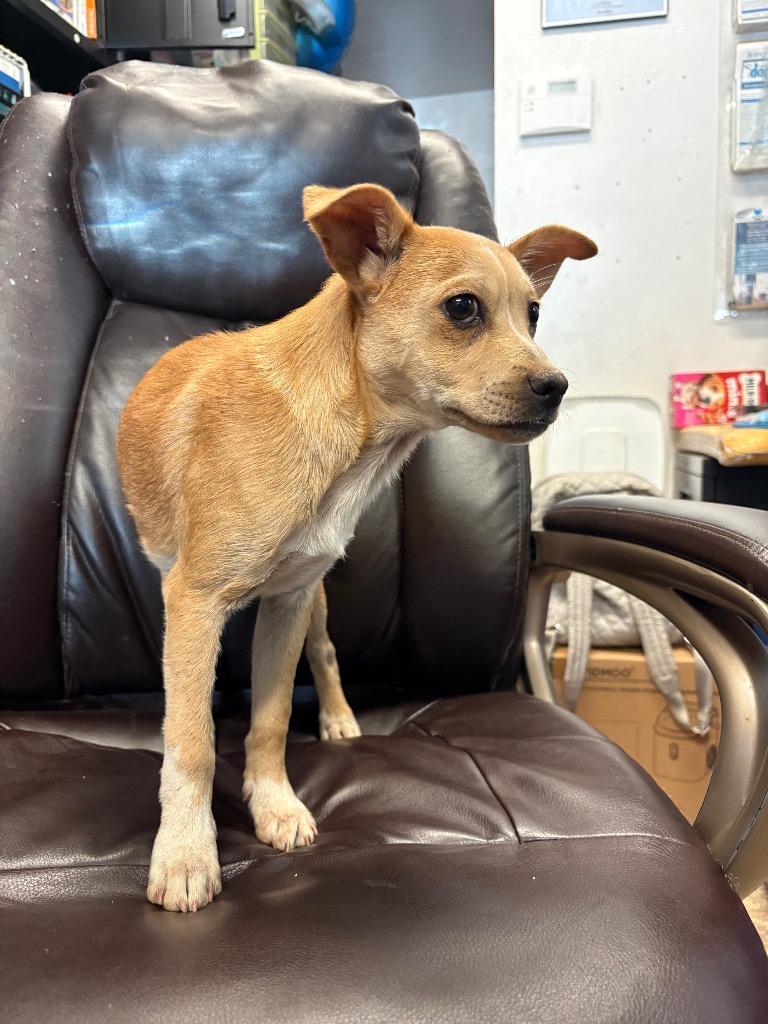 Enlarge Scotch Tape, a Adoptable mixed breed in Reno, NV image 3/5