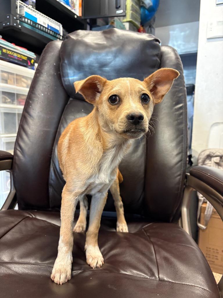 Enlarge Scotch Tape, a Adoptable mixed breed in Reno, NV image 4/5
