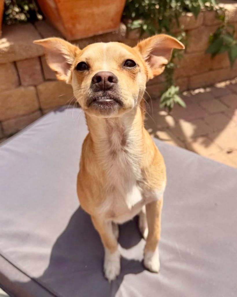 Enlarge Scotch Tape, a Adoptable mixed breed in Reno, NV image 5/5