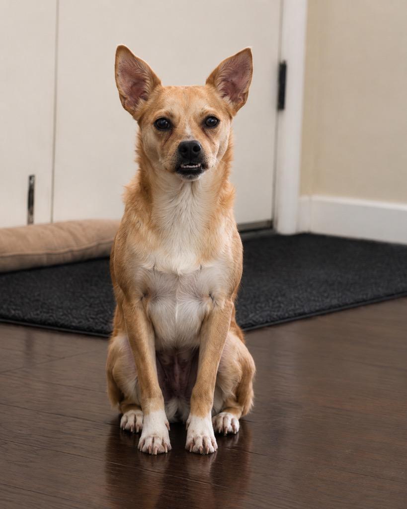 Enlarge Scotch Tape, a Adoptable mixed breed in Reno, NV image 6/6