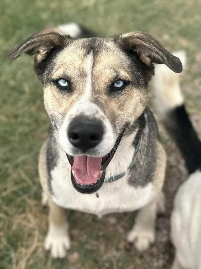 Enlarge Reese, a Adoptable Siberian Husky in Cedar Crest, NM image 1/3