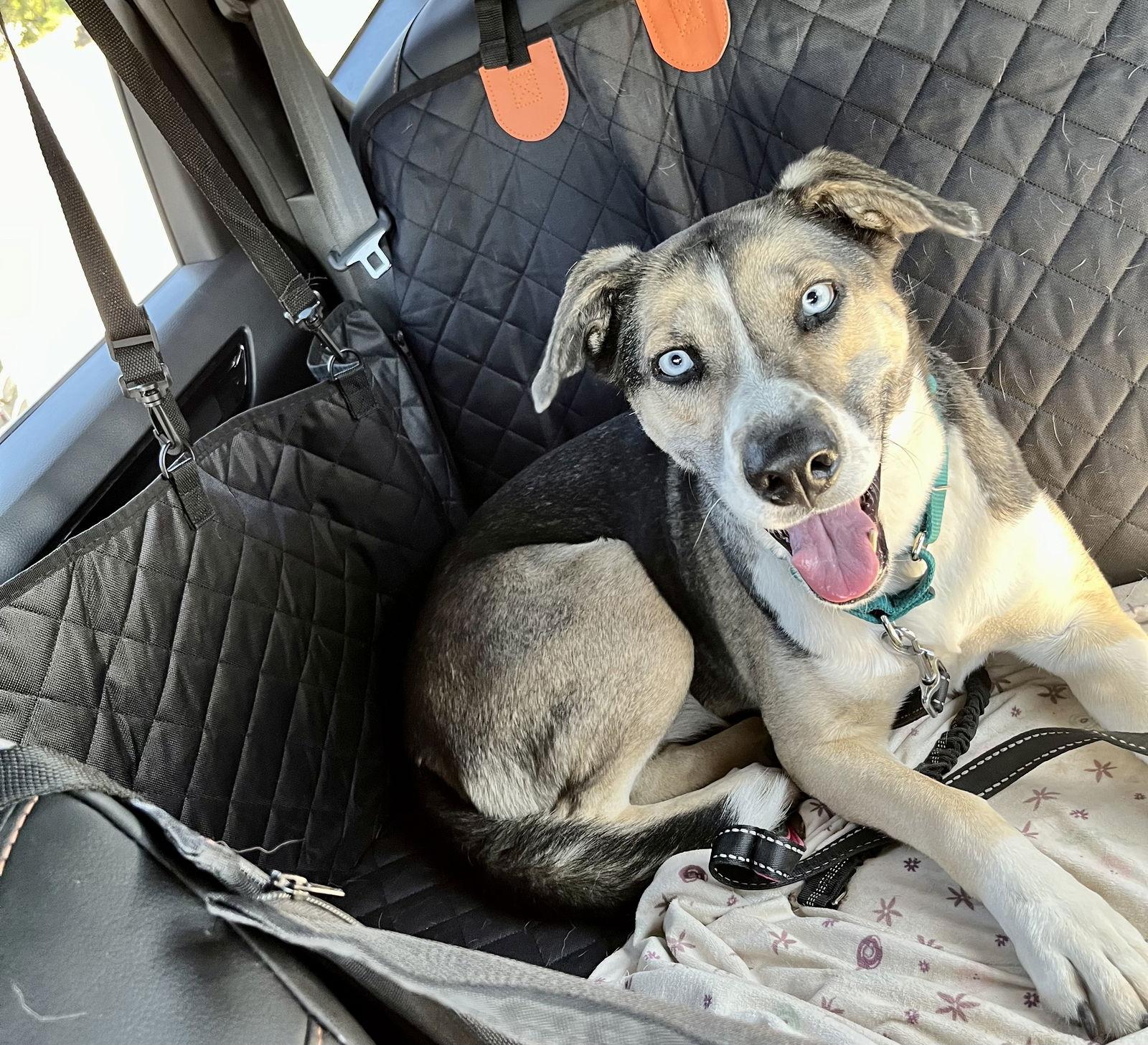 Reese, Adoptable, Adult Female Siberian Husky.