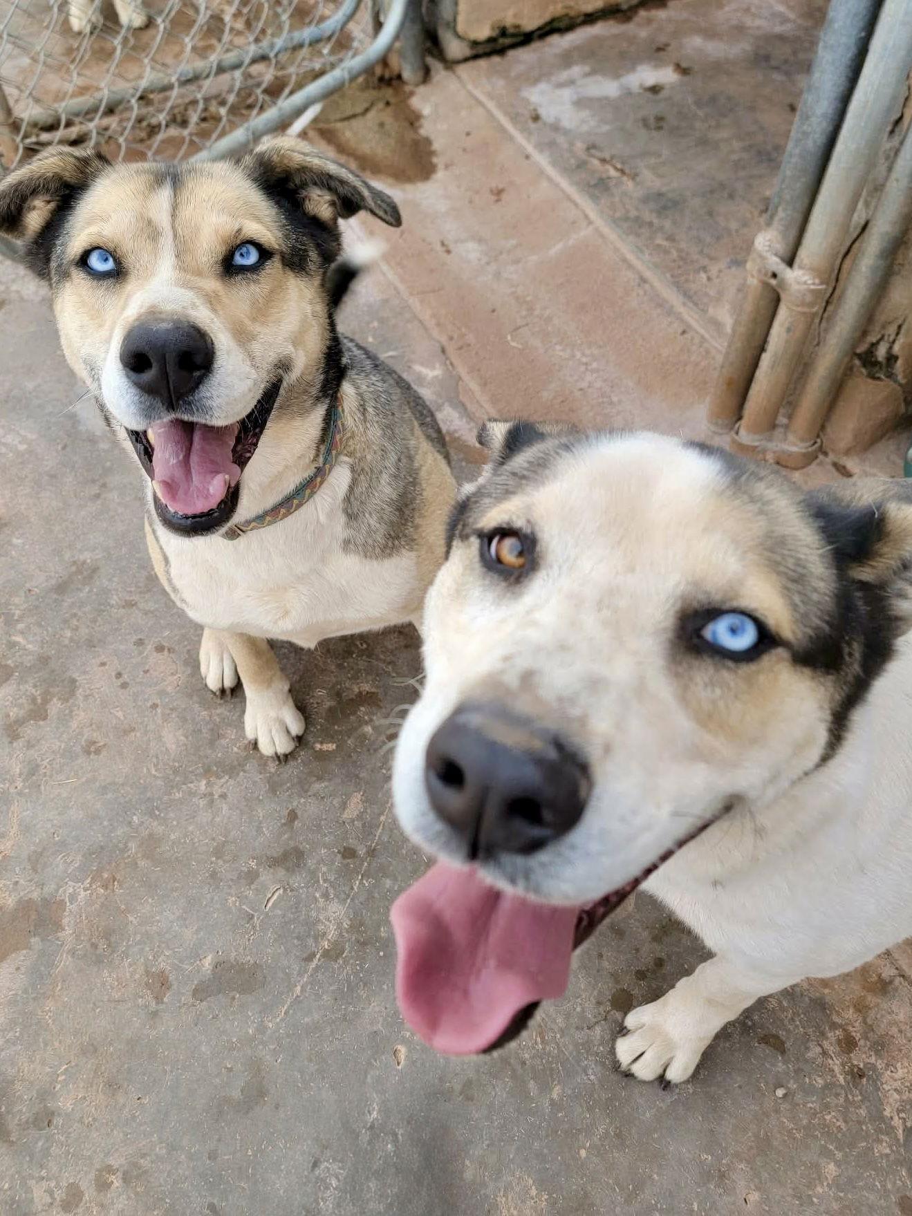 Enlarge Reese, a Adoptable Siberian Husky in Cedar Crest, NM image 2/3