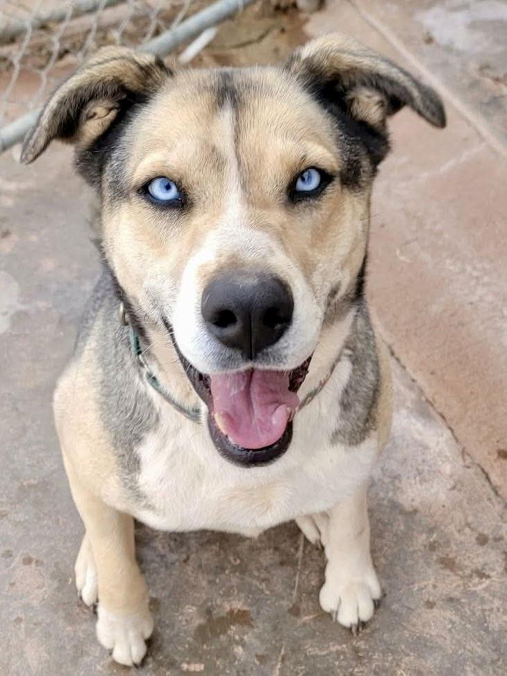 Enlarge Reese, a Adoptable Siberian Husky in Cedar Crest, NM image 3/3