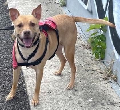 Kimberly, a Adoptable Mixed Breed in Washington , DC image 1/3
