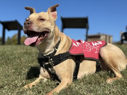 Kimberly, a Adoptable Mixed Breed in Washington , DC image 2/3