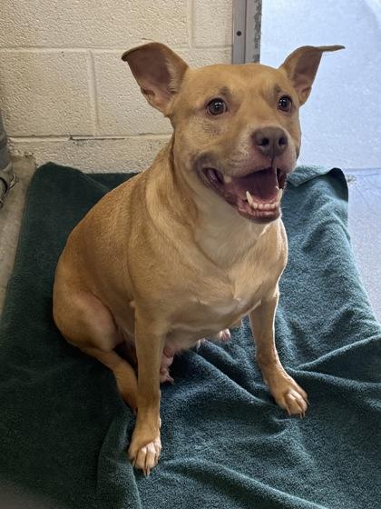 Kimberly, a Adoptable Mixed Breed in Washington , DC image 3/3