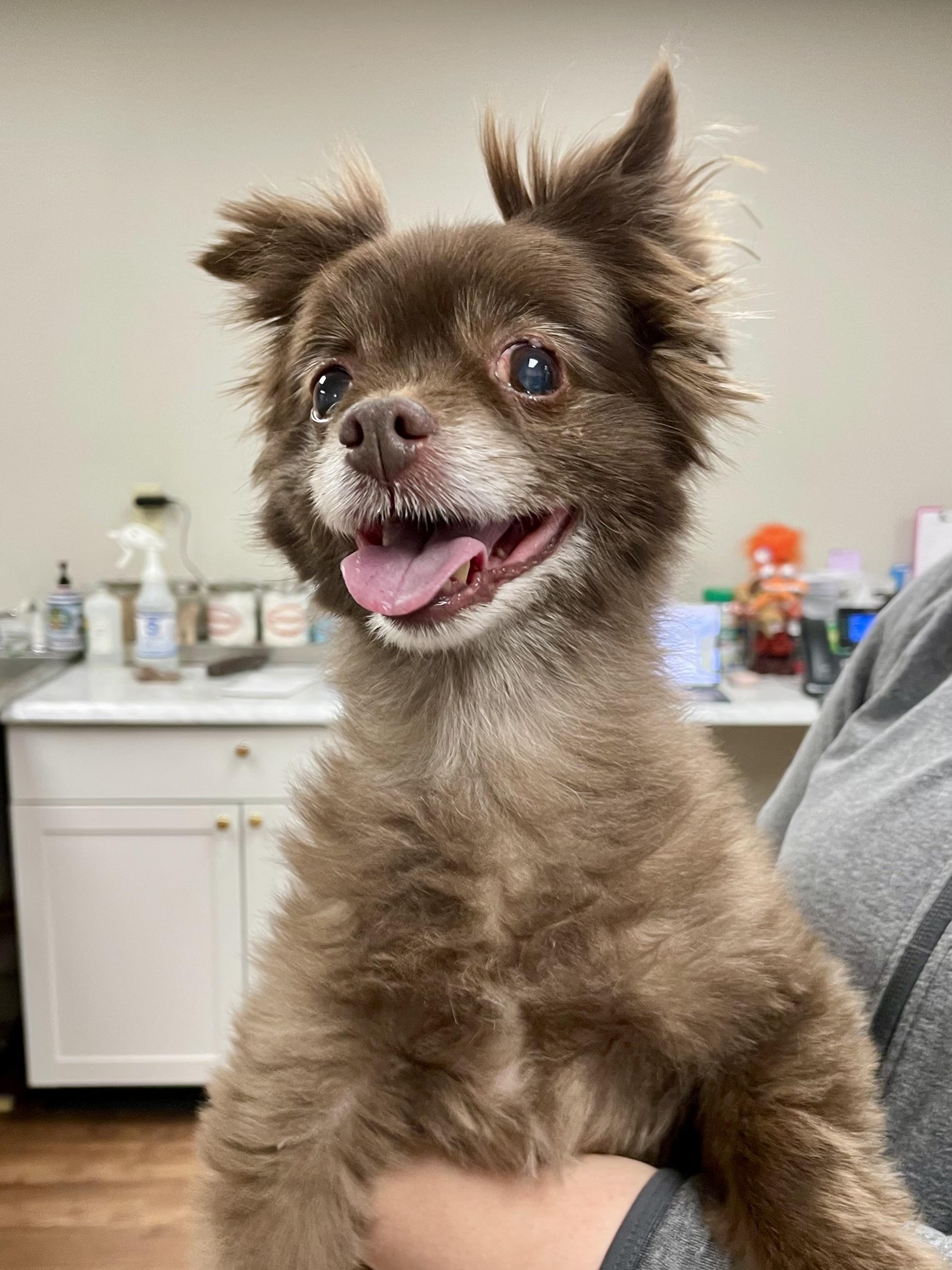 Enlarge Guido, an adopted Chihuahua in Monson, MA image 2/2