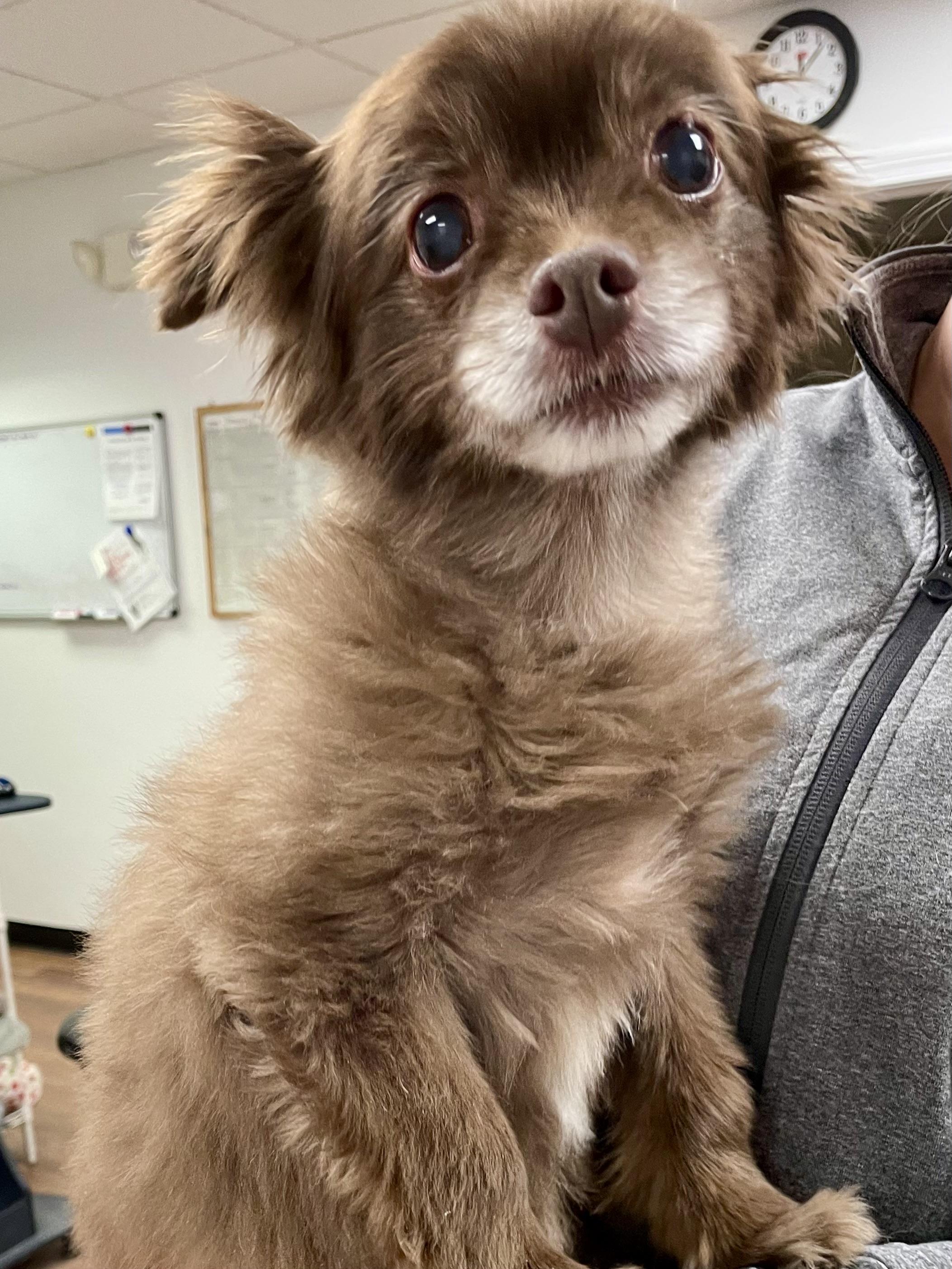 Enlarge Guido, an adopted Chihuahua in Monson, MA image 1/2