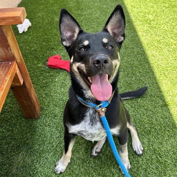 Taz, Adoptable, Young Male Shepherd & Retriever.