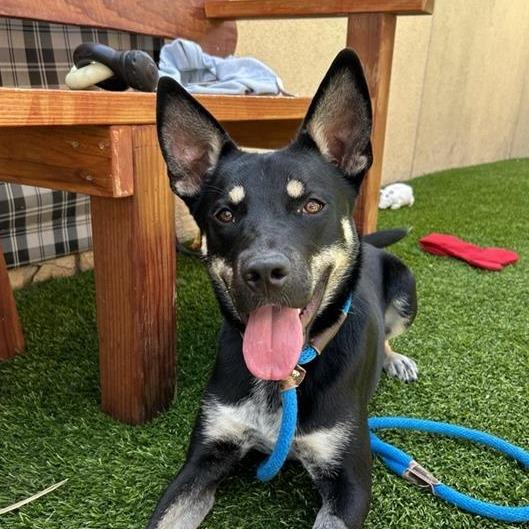 Enlarge Taz, a Adoptable mixed breed in Long Beach, CA image 2/5