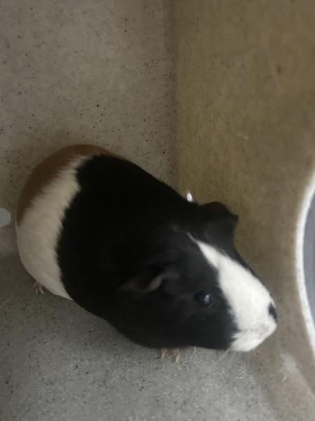 Enlarge Wilma - Bonded W/ Betty, a Adoptable mixed breed in Silverdale, WA image 2/2