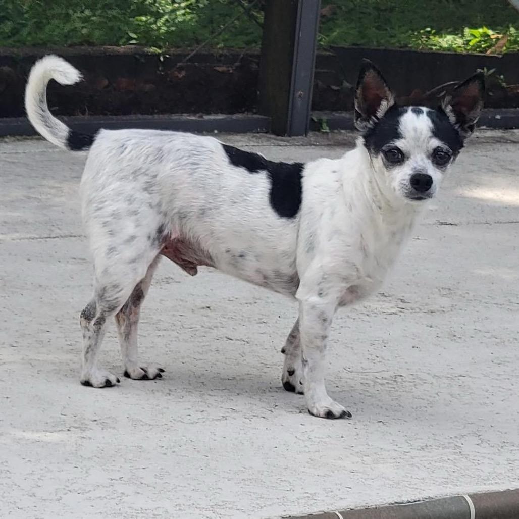 Enlarge Poco, a Adoptable Chihuahua in Lutz, FL image 1/6