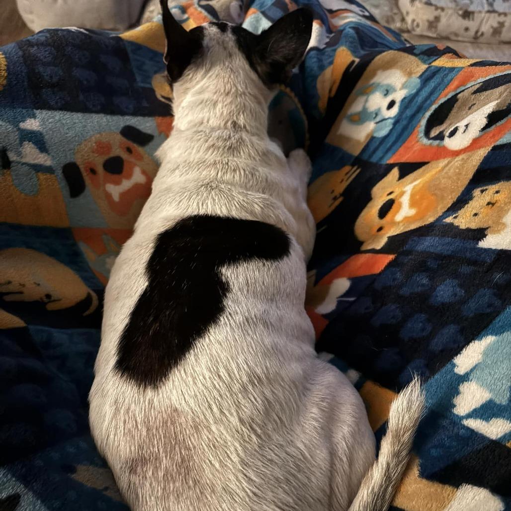 Poco, Adoptable, Senior Male Chihuahua.