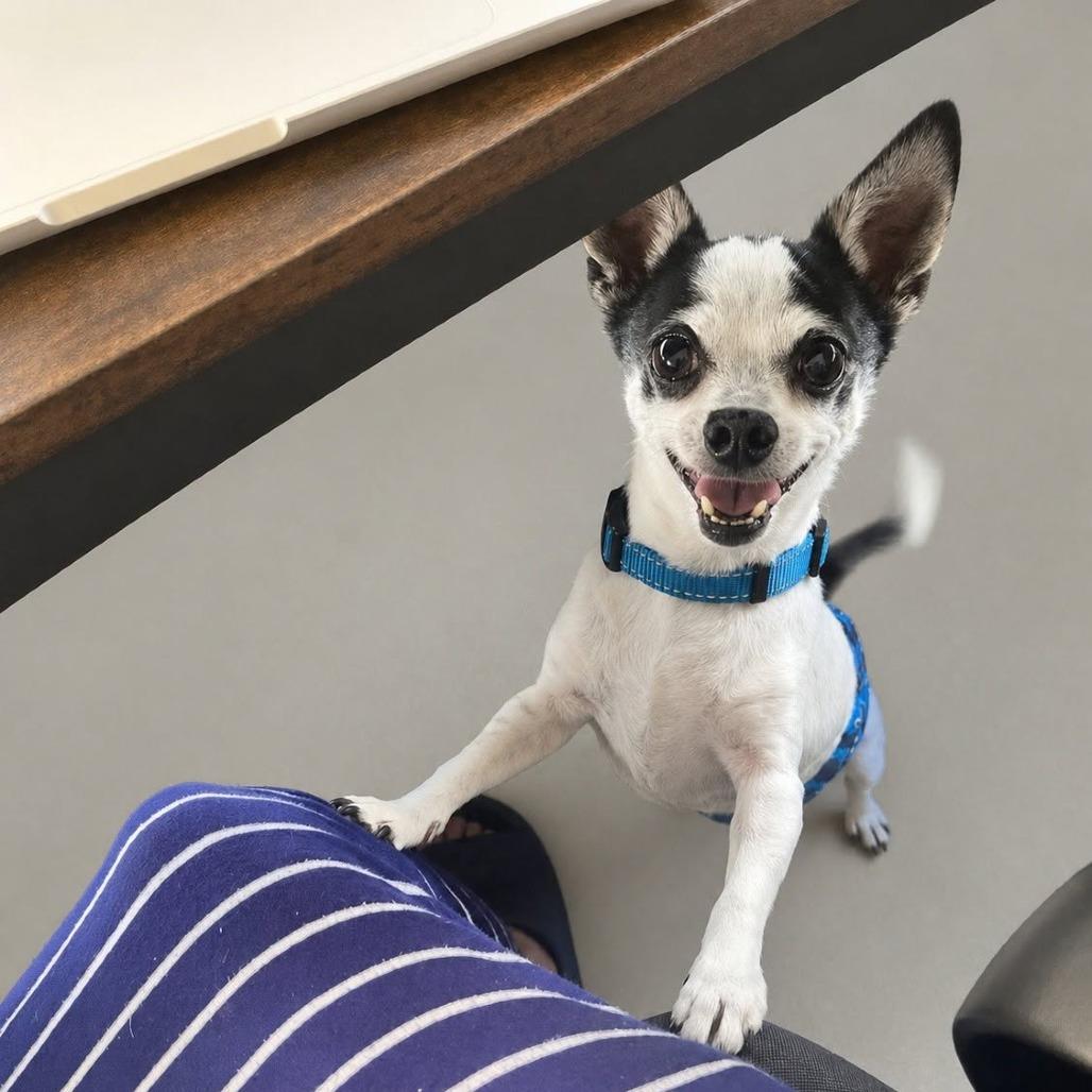 Poco, Adoptable, Senior Male Chihuahua.