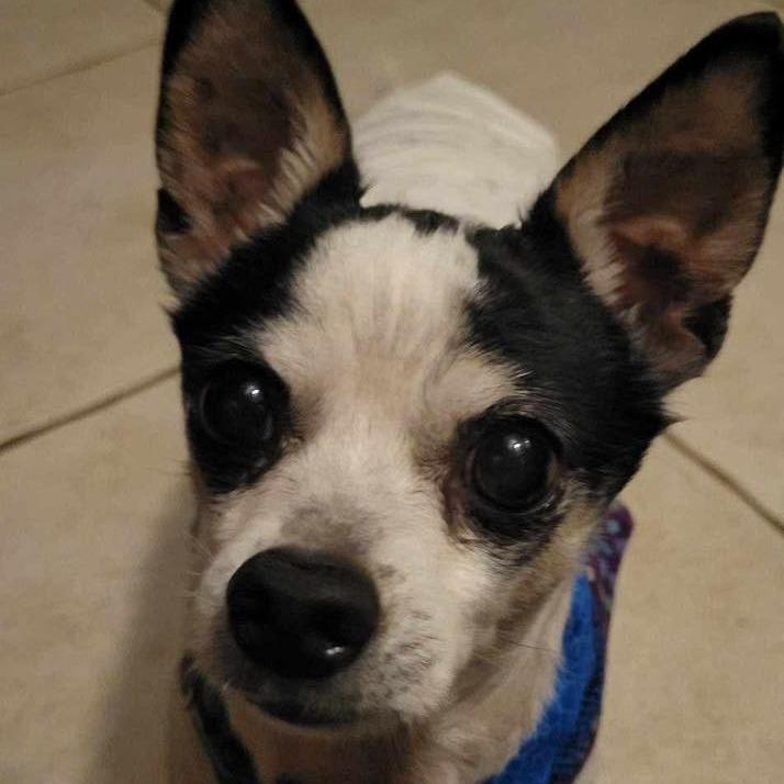Poco, Adoptable, Senior Male Chihuahua.