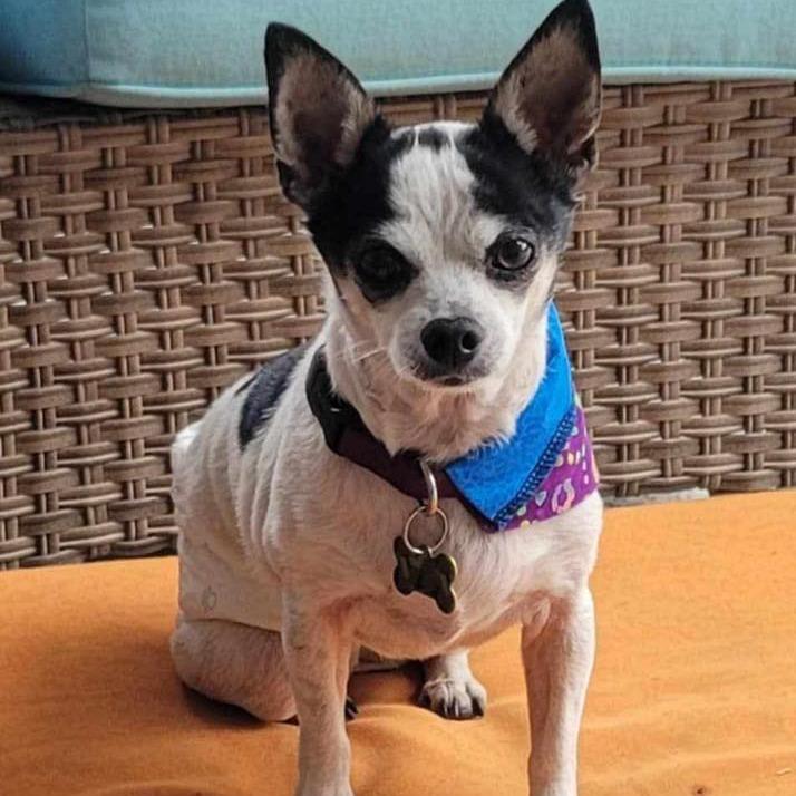 Enlarge Poco, a Adoptable Chihuahua in Lutz, FL image 2/6