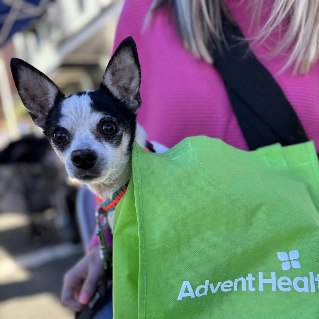 Enlarge Poco, a Adoptable Chihuahua in Lutz, FL image 3/6