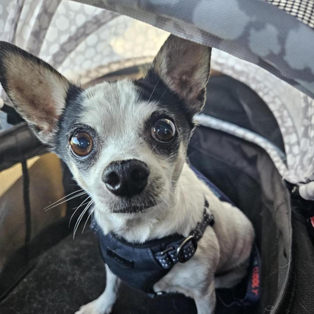 Enlarge Poco, a Adoptable Chihuahua in Lutz, FL image 4/6