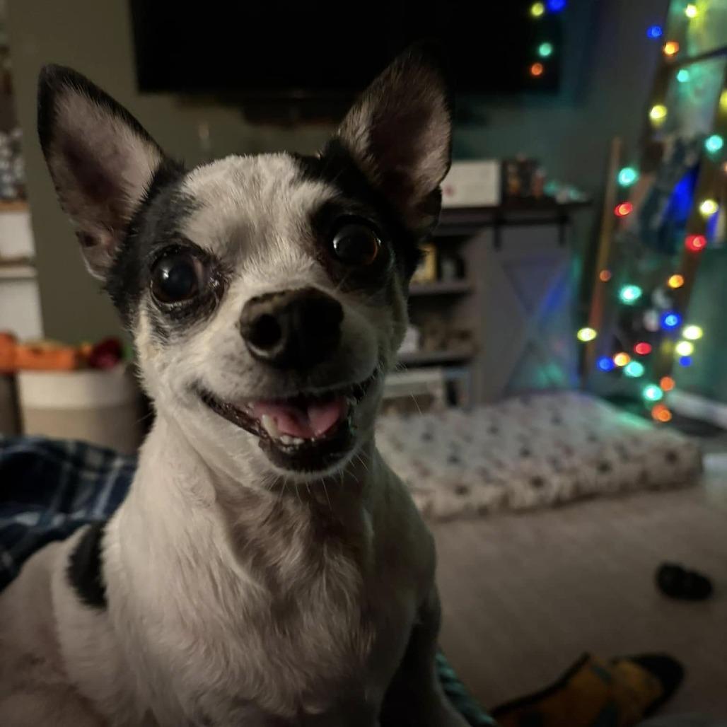 Enlarge Poco, a Adoptable Chihuahua in Lutz, FL image 5/6