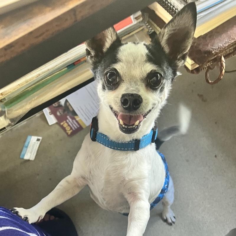 Enlarge Poco, a Adoptable Chihuahua in Lutz, FL image 6/6