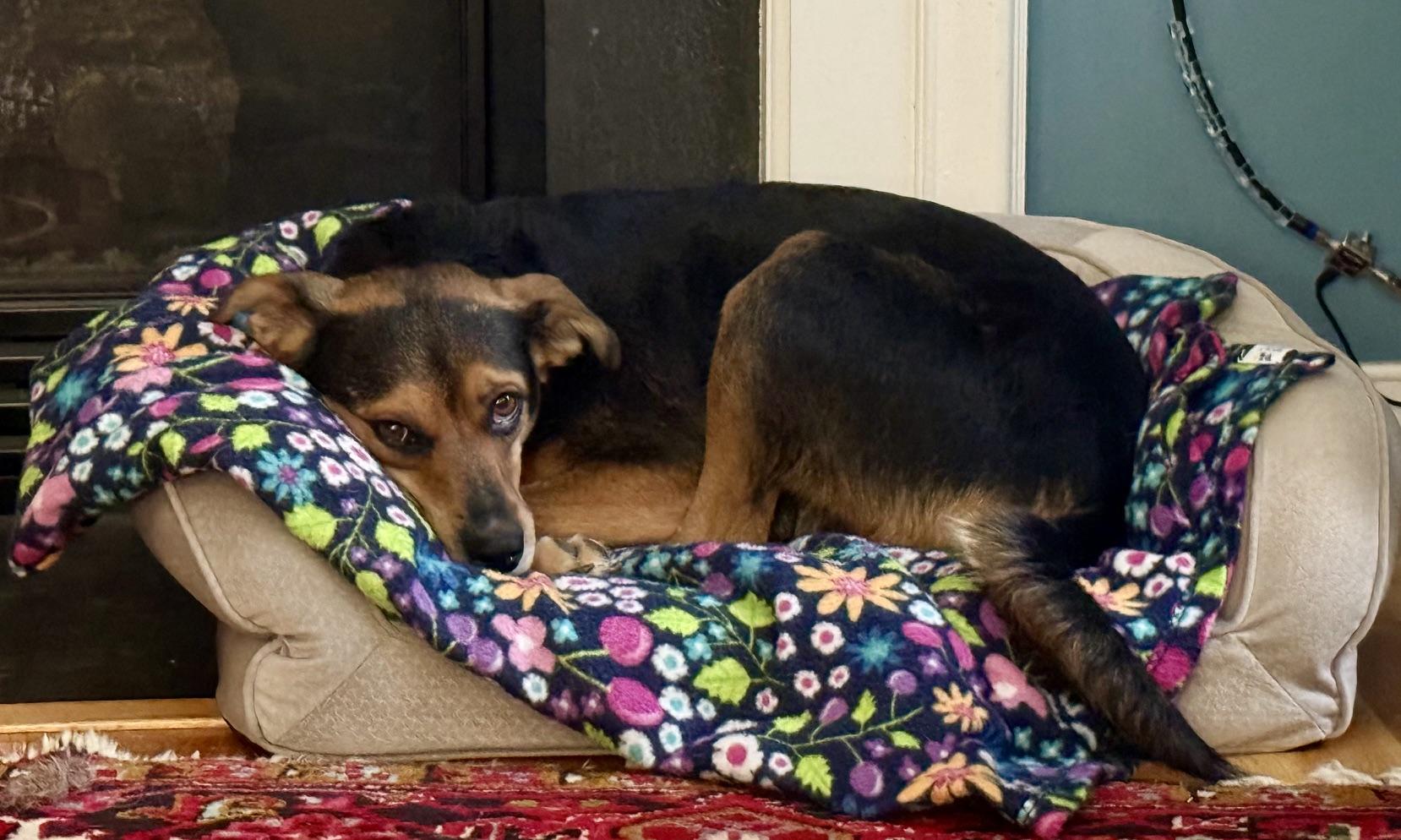 Enlarge Suzie, a Adoptable mixed breed in Richmond, VA image 6/6