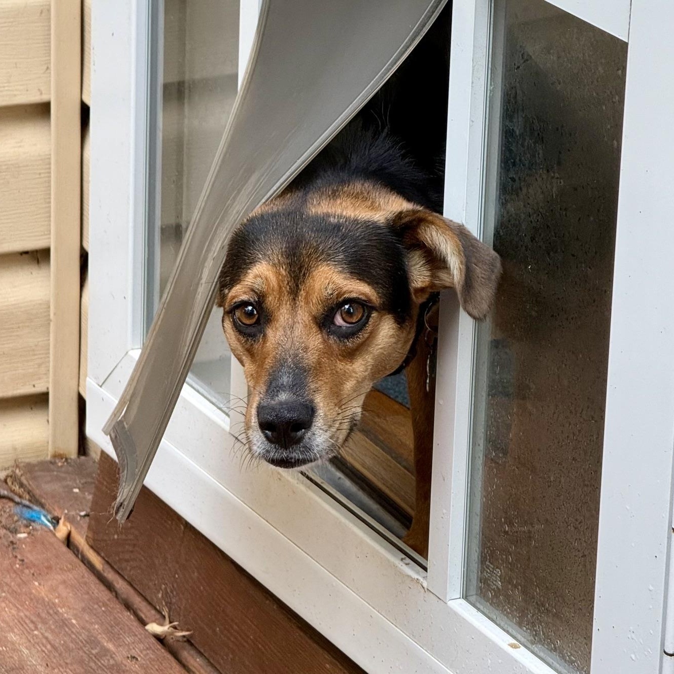 Enlarge Suzie, a Adoptable mixed breed in Richmond, VA image 4/6